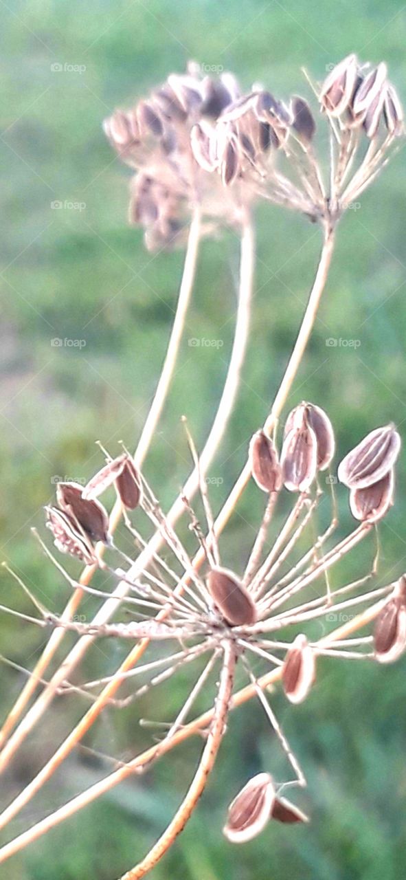 close-uo of dry fennel seeds at dawn