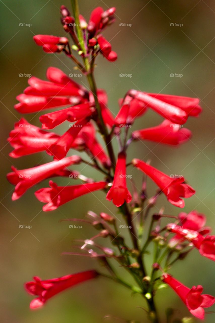 Blooming beauties