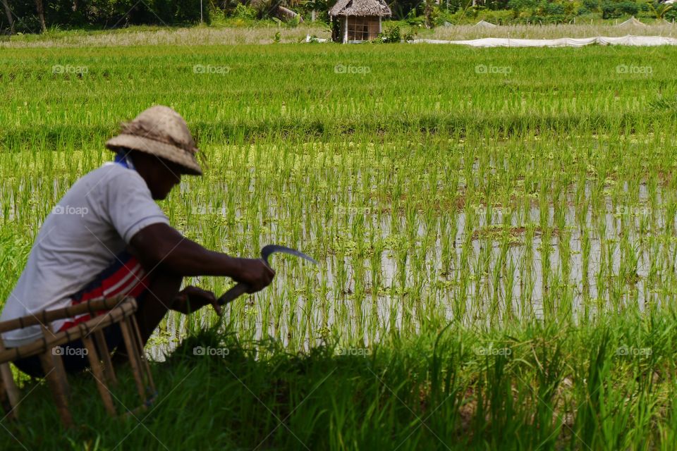Fields of rice
