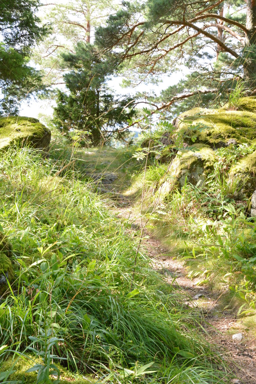 Footpath through the pasture