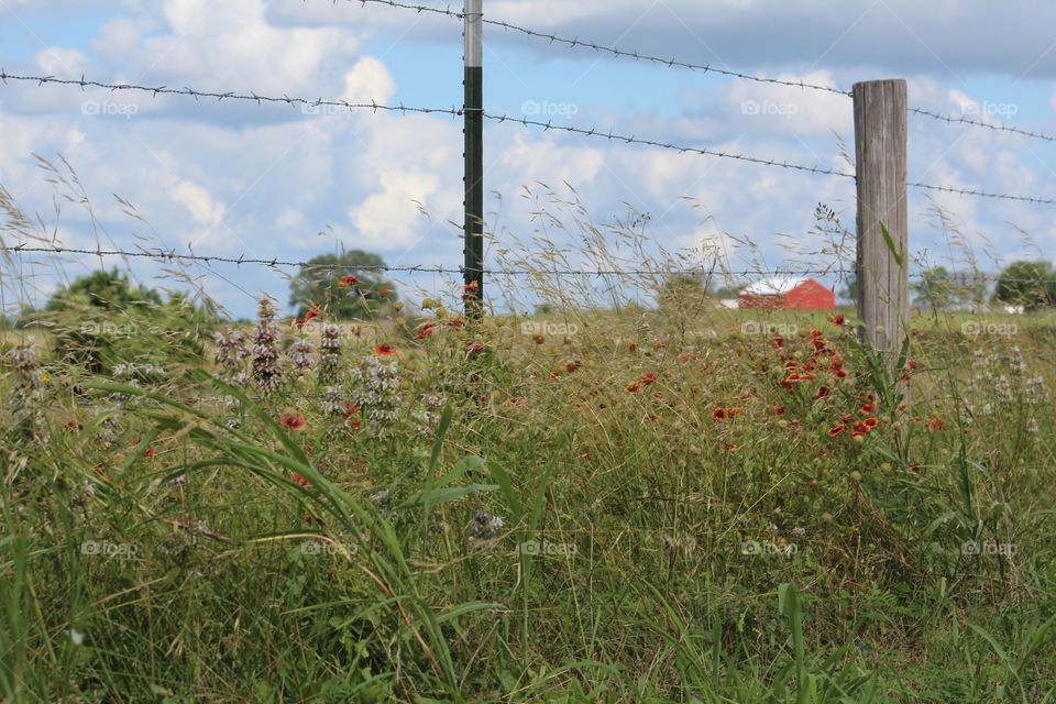 Wildflowers 