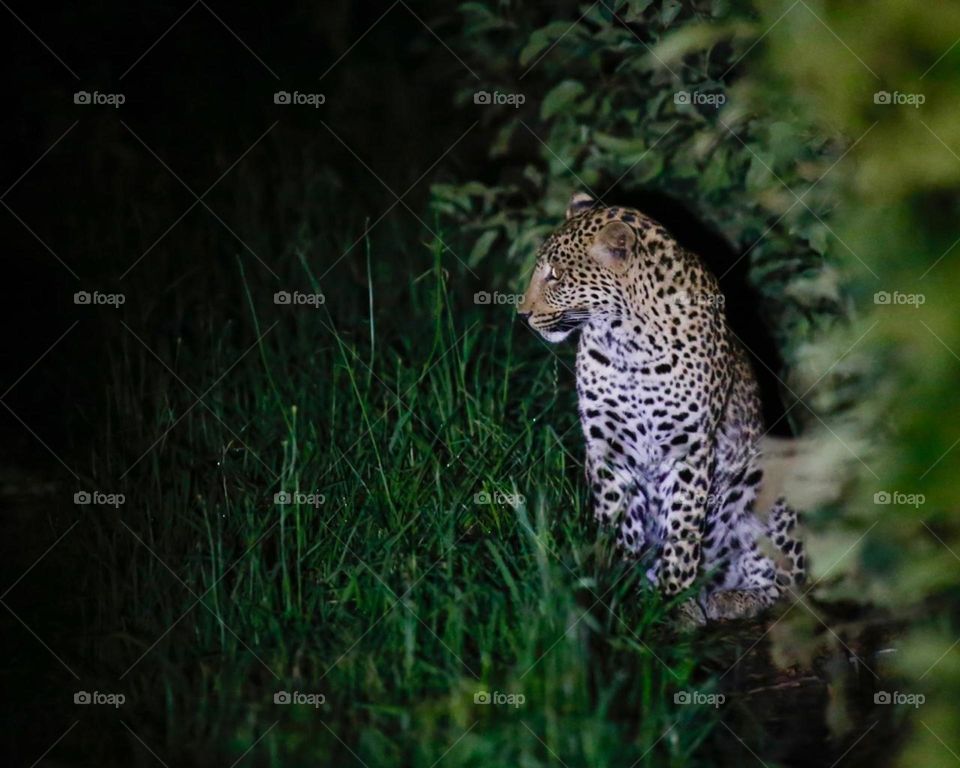 Leopard in the orchard 