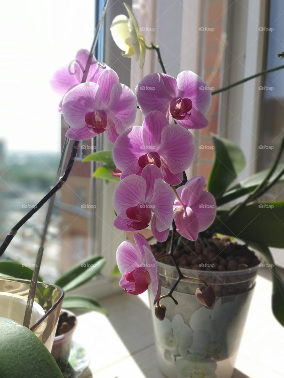 Love is an orchid that grows mostly in hot air