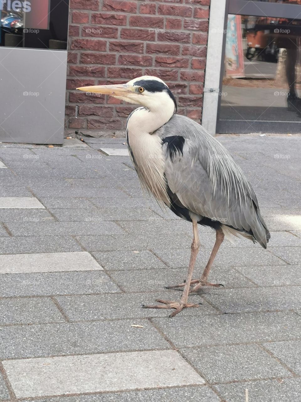 Grey Heron waiting for food