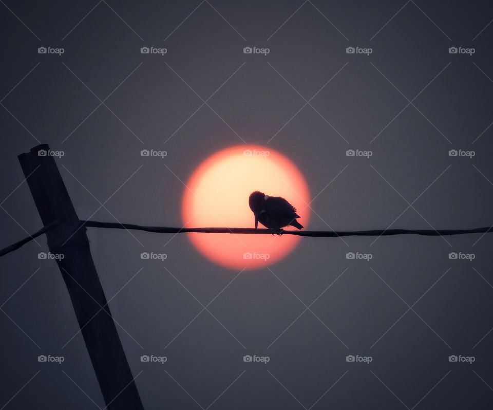 Sunset with bird