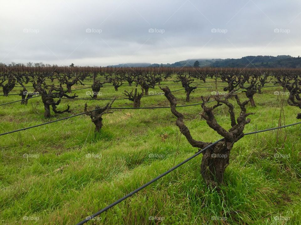 Sonoma vineyard