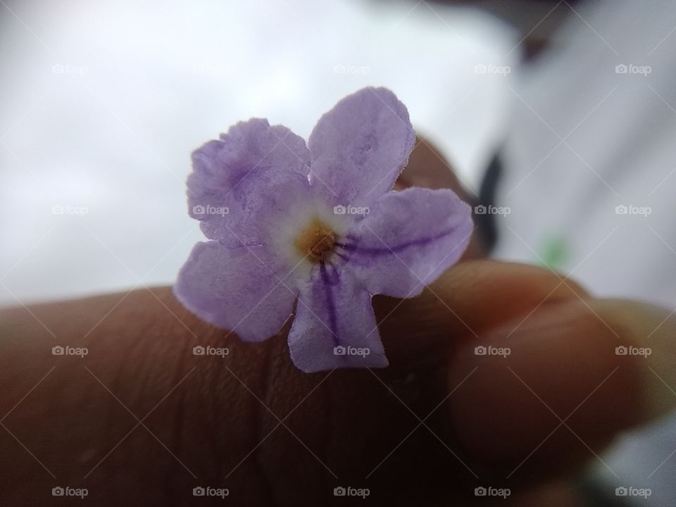 Flower, Blur, No Person, Still Life, Nature