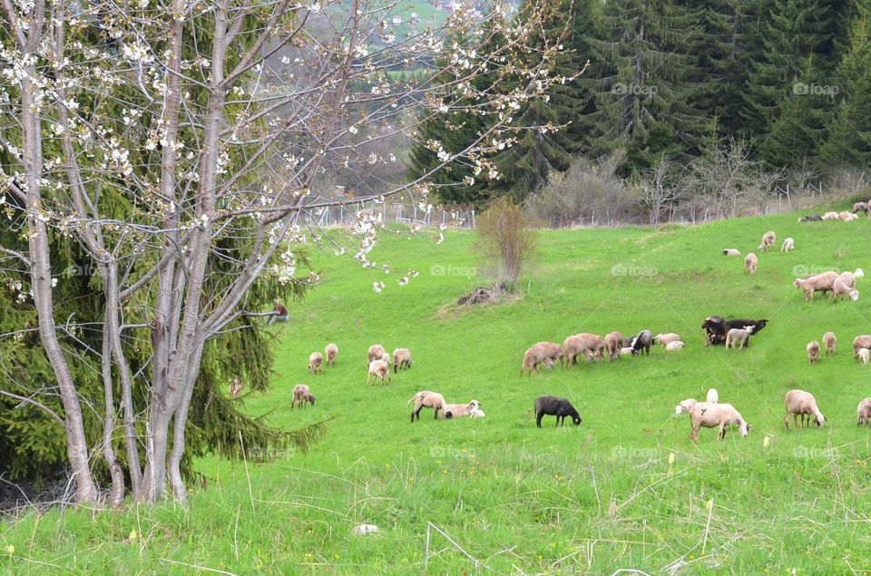 Spring landscape with flock of sheep