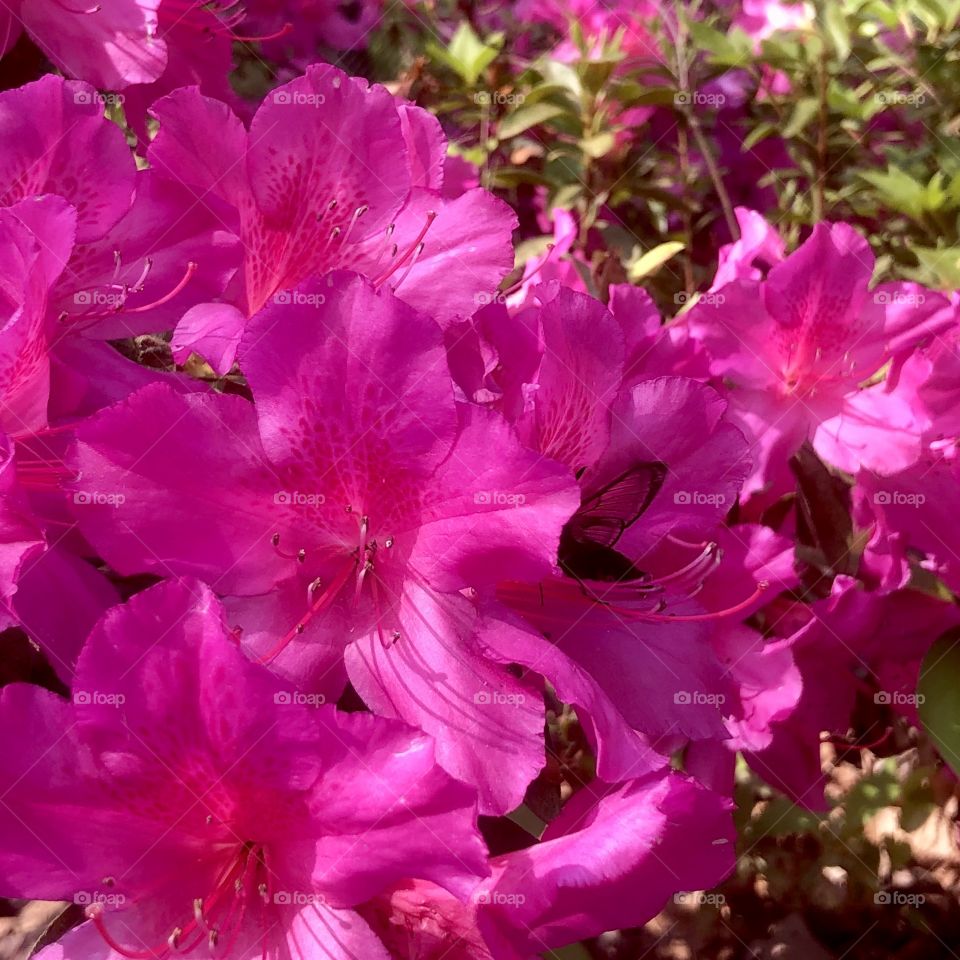 Hummingbird moth tucked inside azalea bloom 
