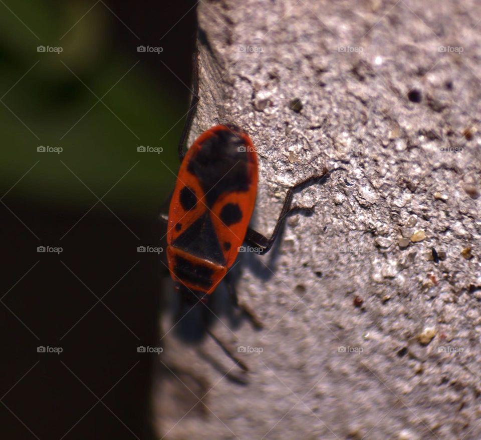 An enchanting firebug on the wall,showing its beautiful contrast of red and black.