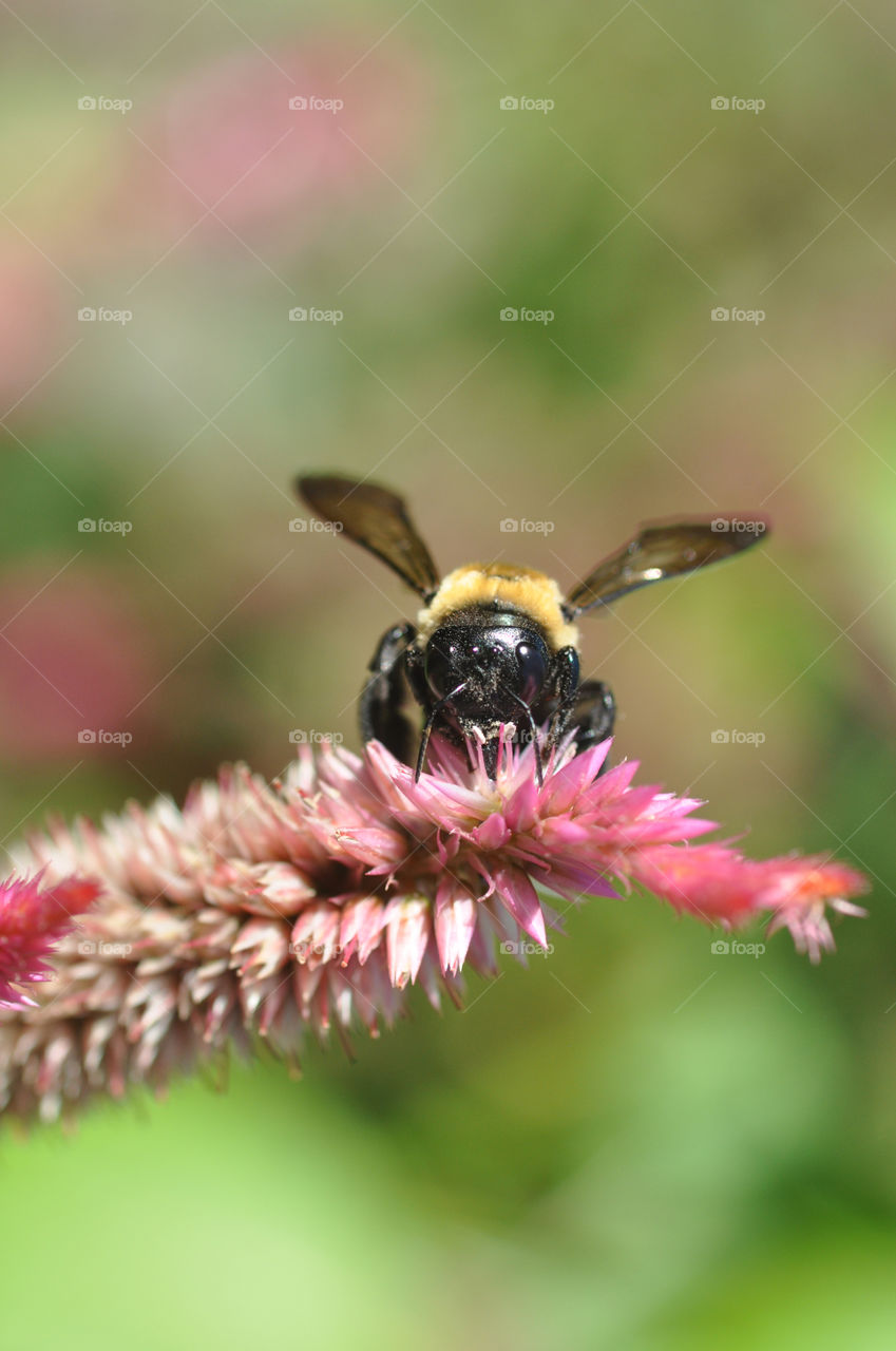 Bee on Pink Flower