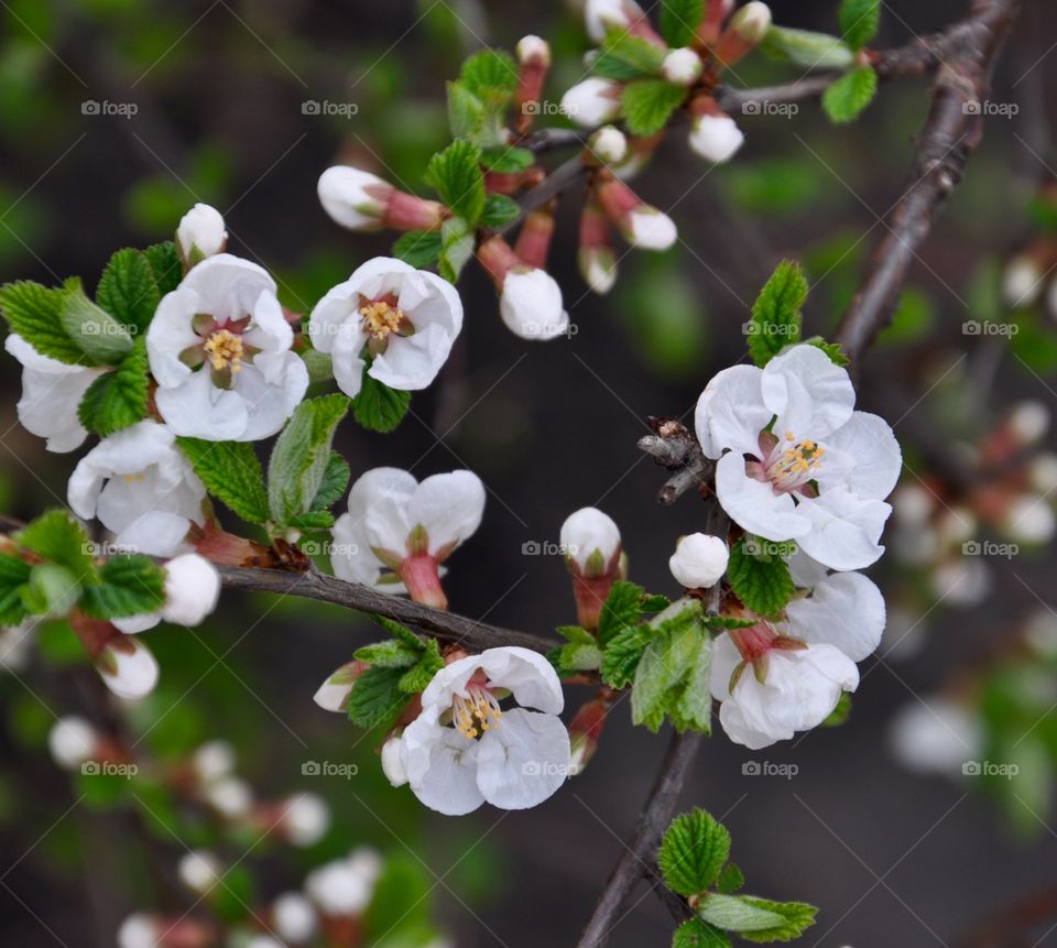 Close-up of white flower