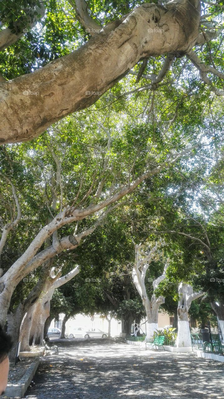 alberi villa comunale di Augusta