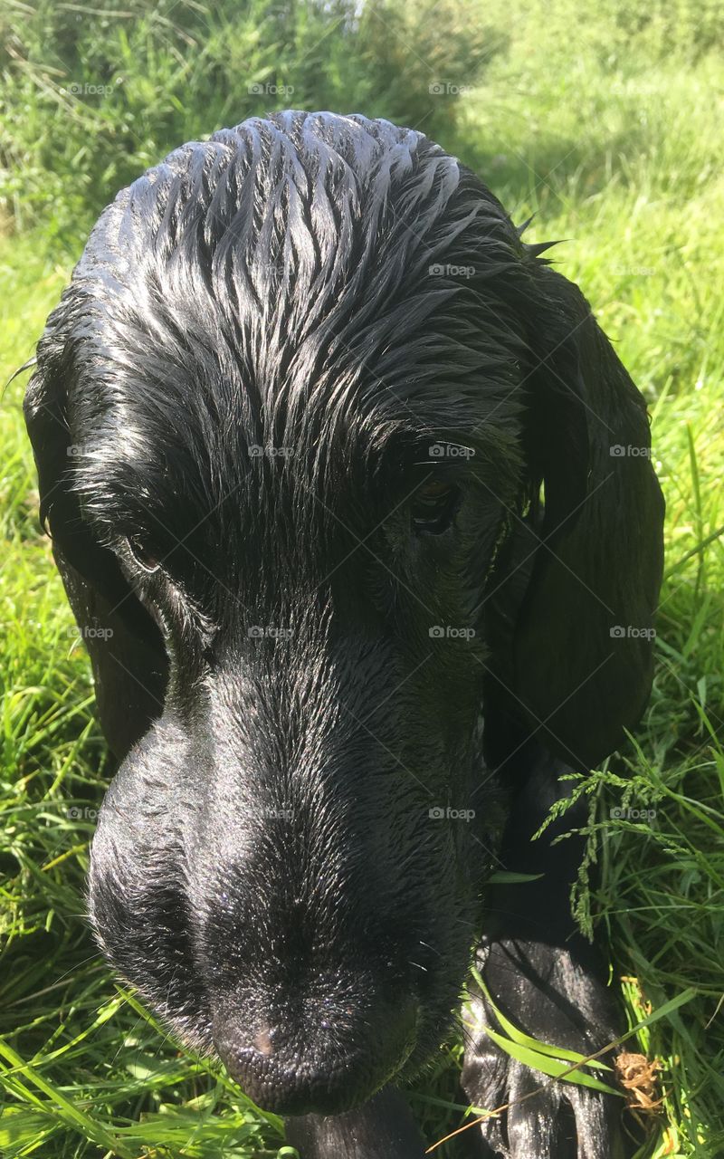 Headshot of wet flatcoat retriever. The bulge is her ball recently retrieved from the river