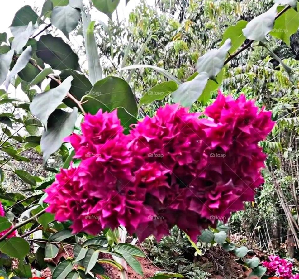 most beautiful and attractive flowers in the garden.