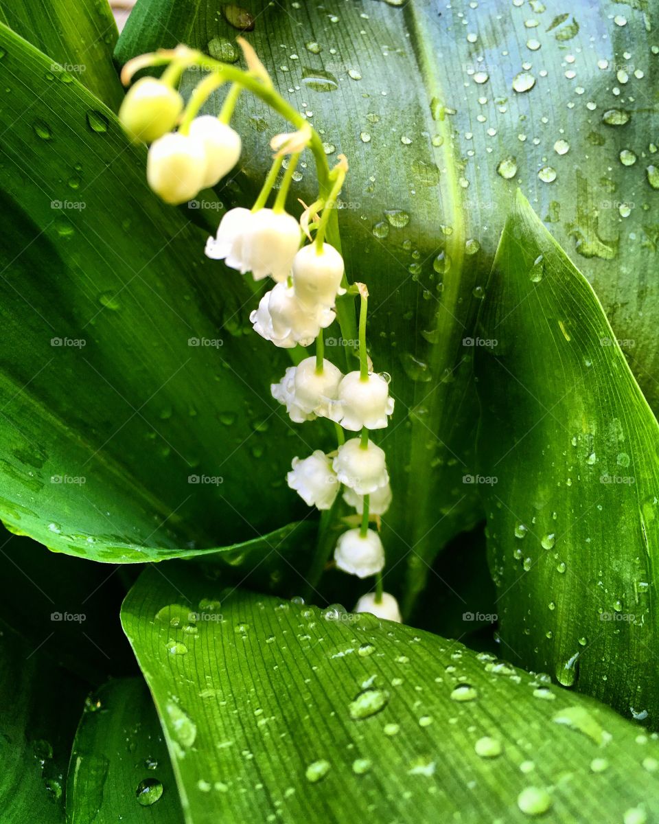 Flowering may lily of the valley after rain