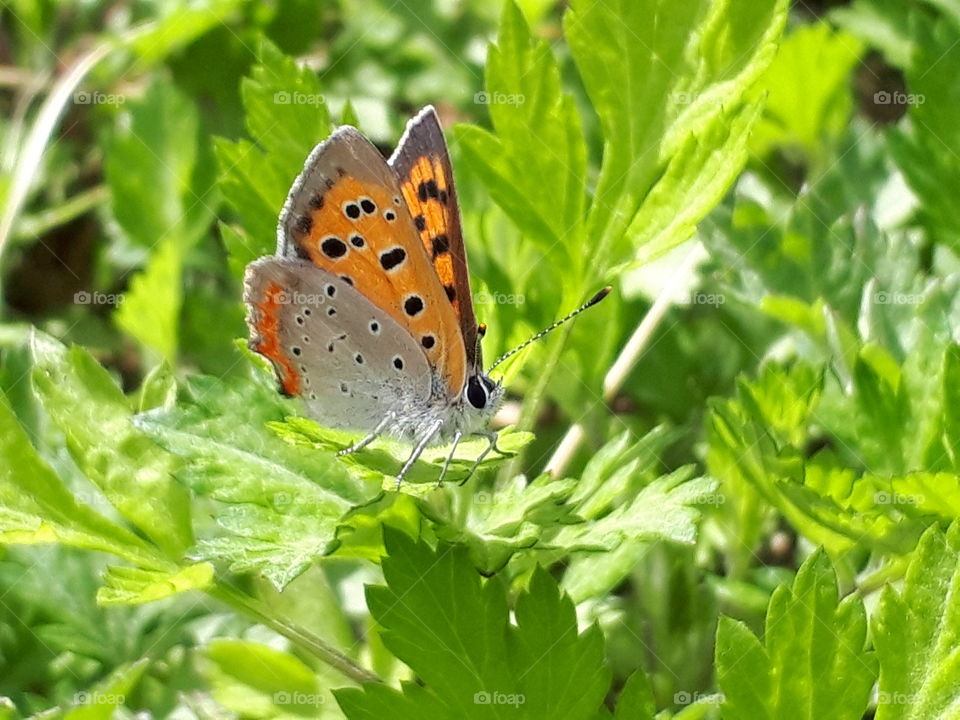 orange butterfly