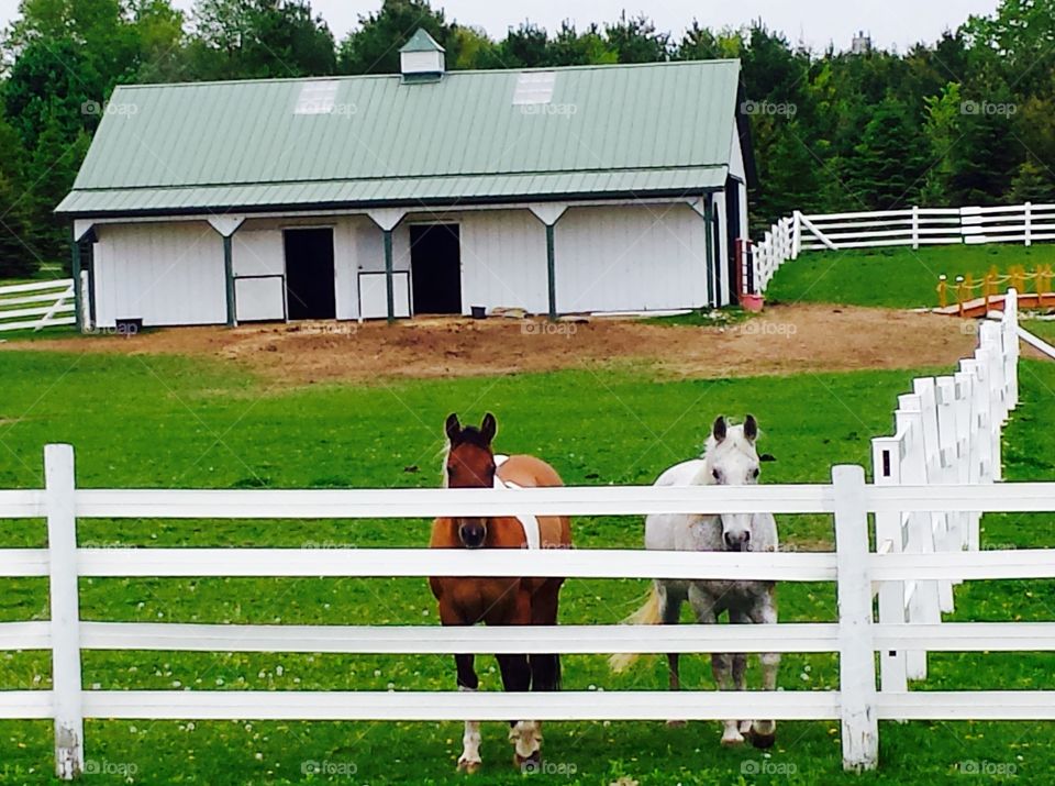 Animals. Horse Play