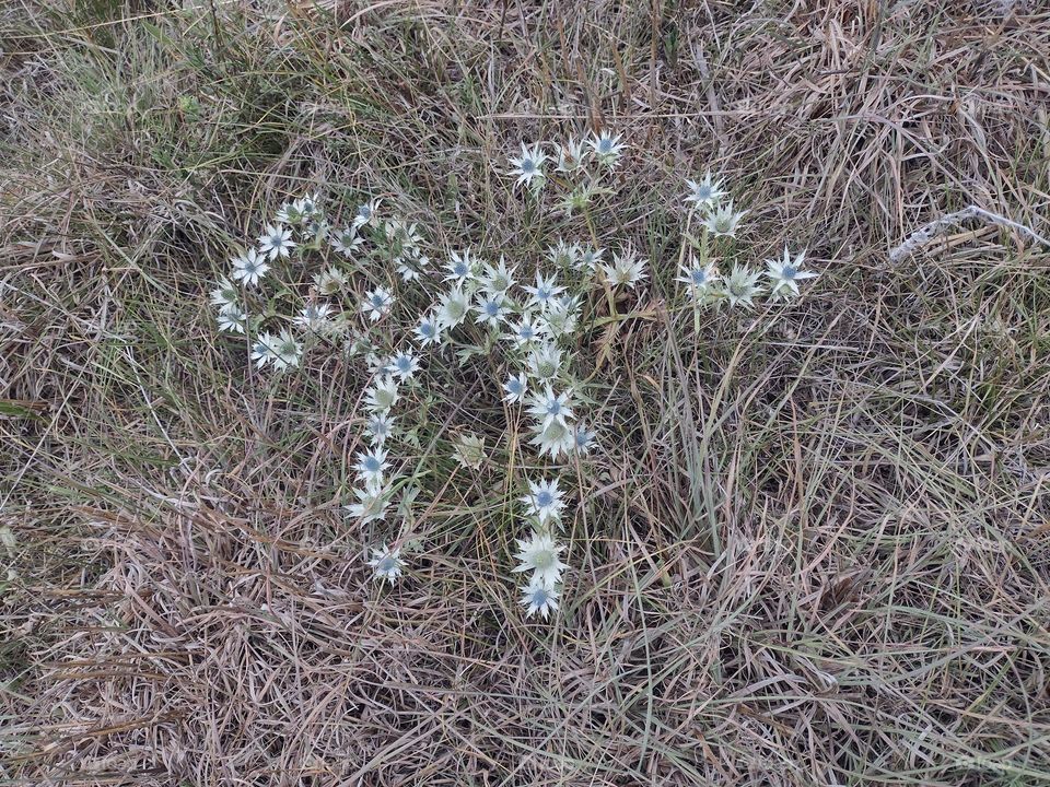 Flores Silvestres del Campo