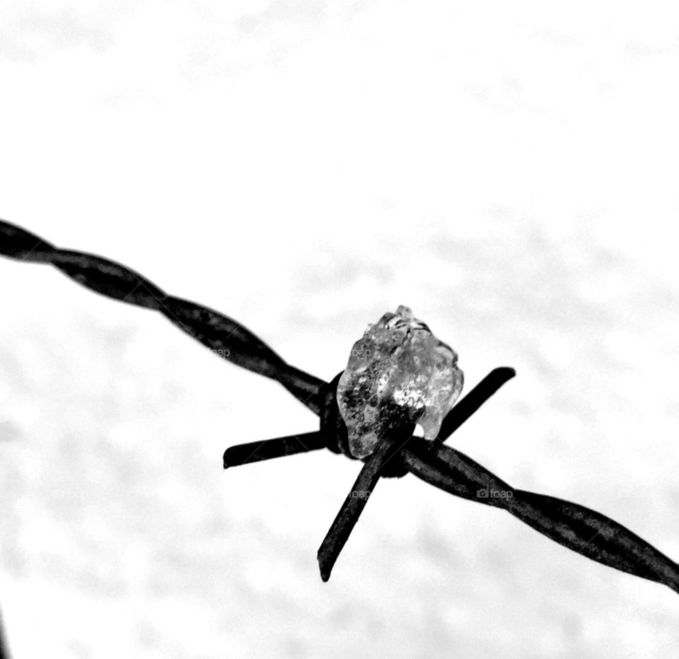 Barbed wire. Icy barbed wire b&w