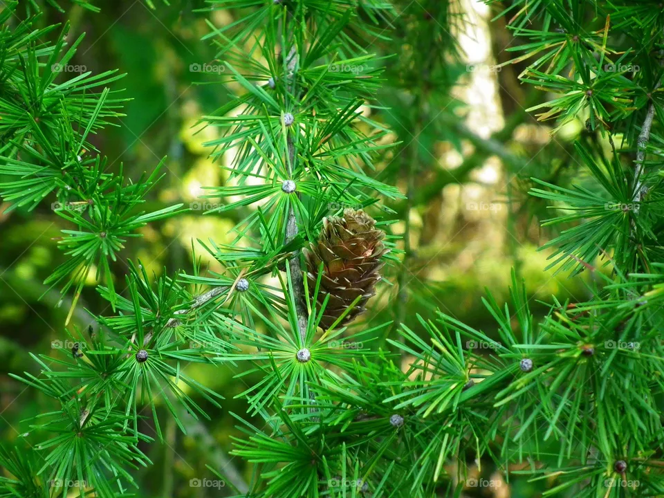 branch
