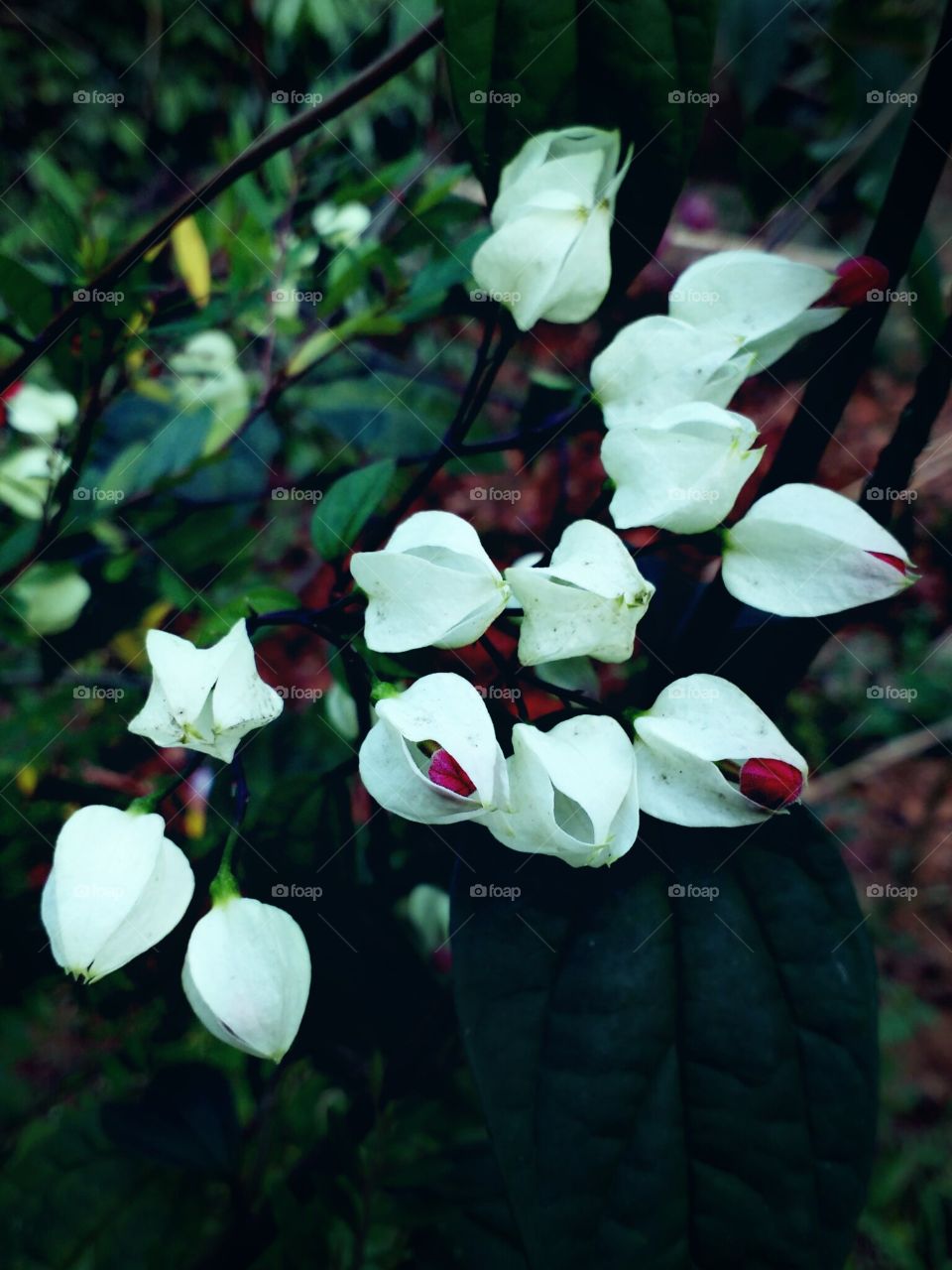 white flowers