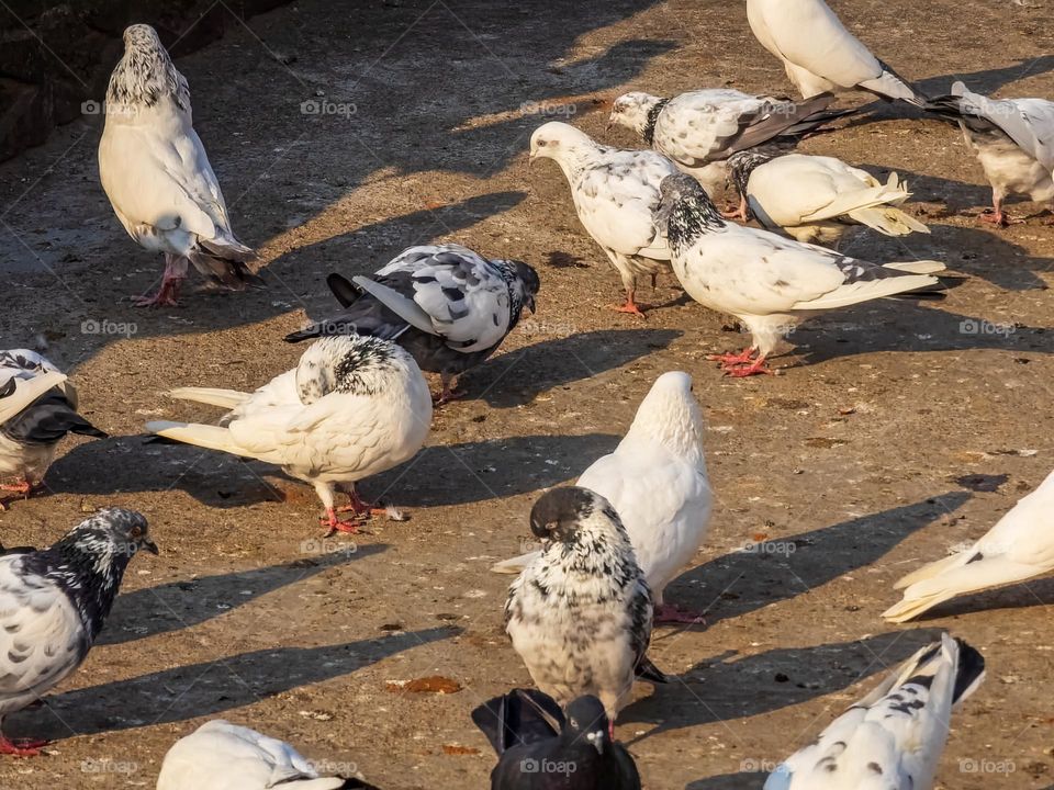 Group of pigeons of different species at one area