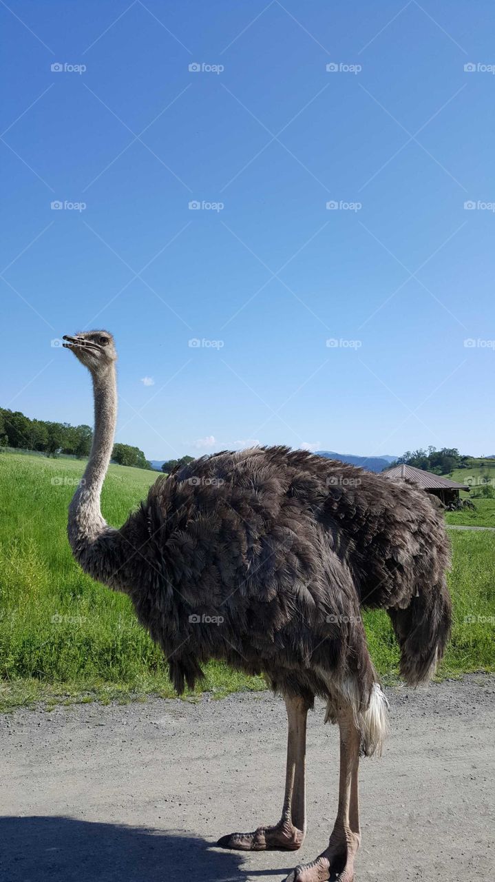 Animals having a hay day