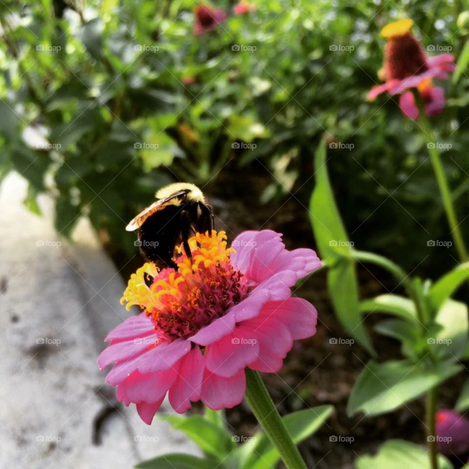 More pollination