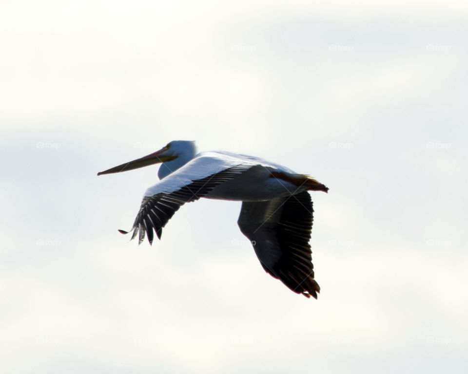 Pelican