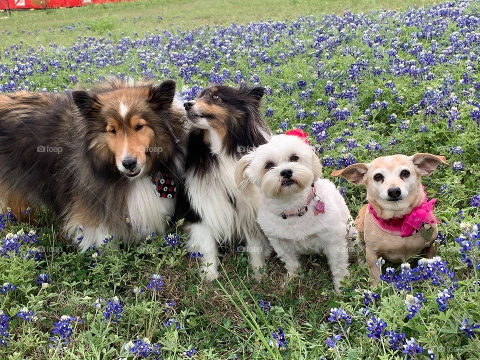 4 cute dogs with bluebonnets 
