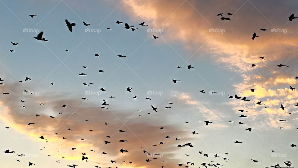 Golden Light Flight. A peaceful, golden horizon.