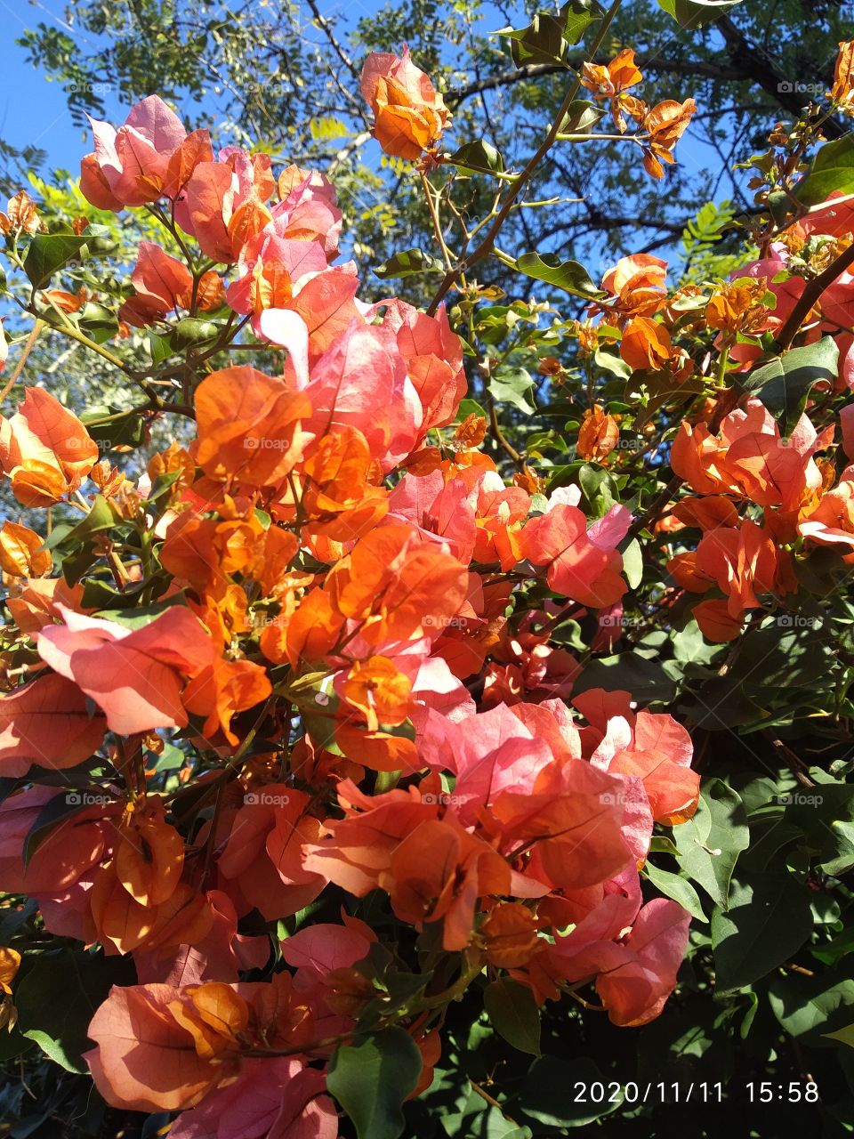 trinitarias Naranjas