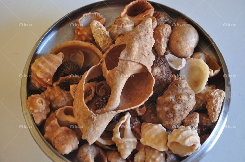 shells on the table in fuerteventura Canary Island in Spain