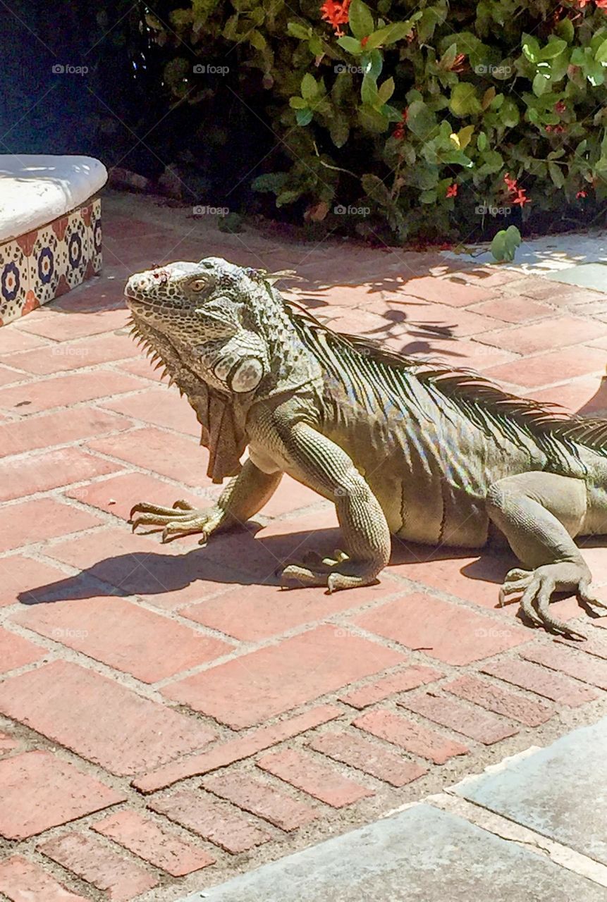 A very large male iguana scopes the pool deck for food scraps.