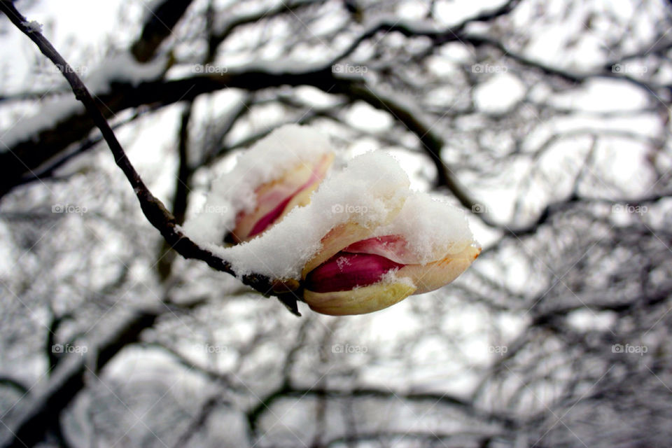 snow winter flower tree by tobias_burkill