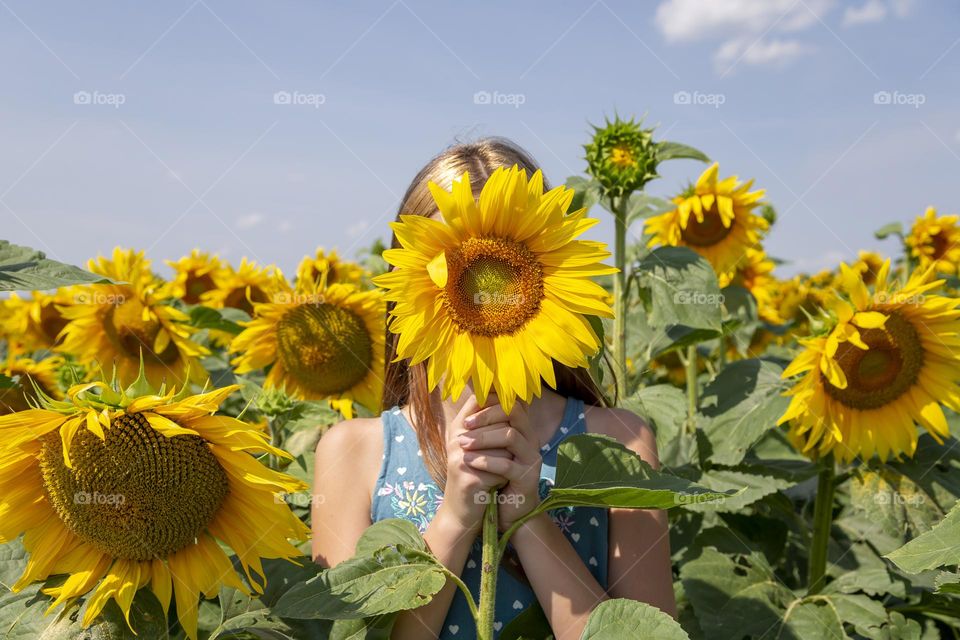 Summertime in the sunflowers field