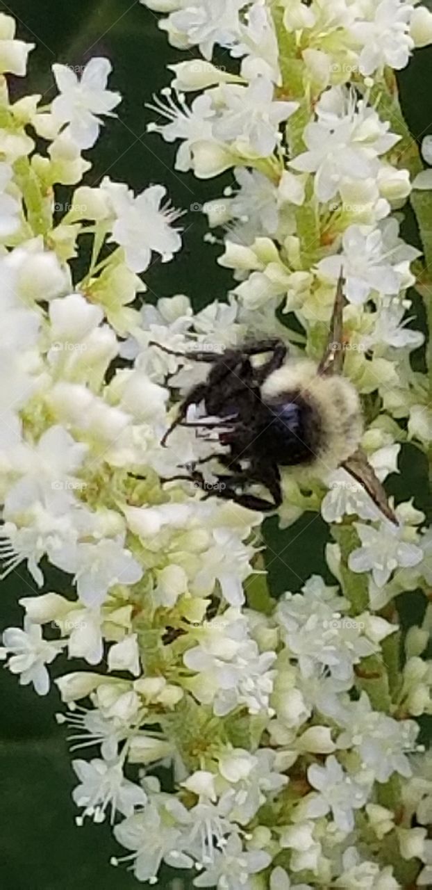 Bumblebee on Japanese knotweed flowers