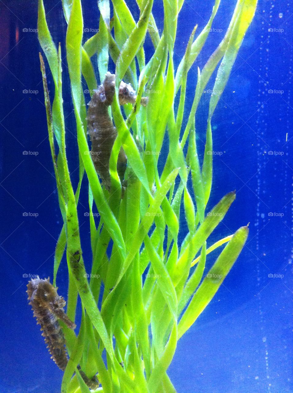 Seahorse exhibit at the zoo