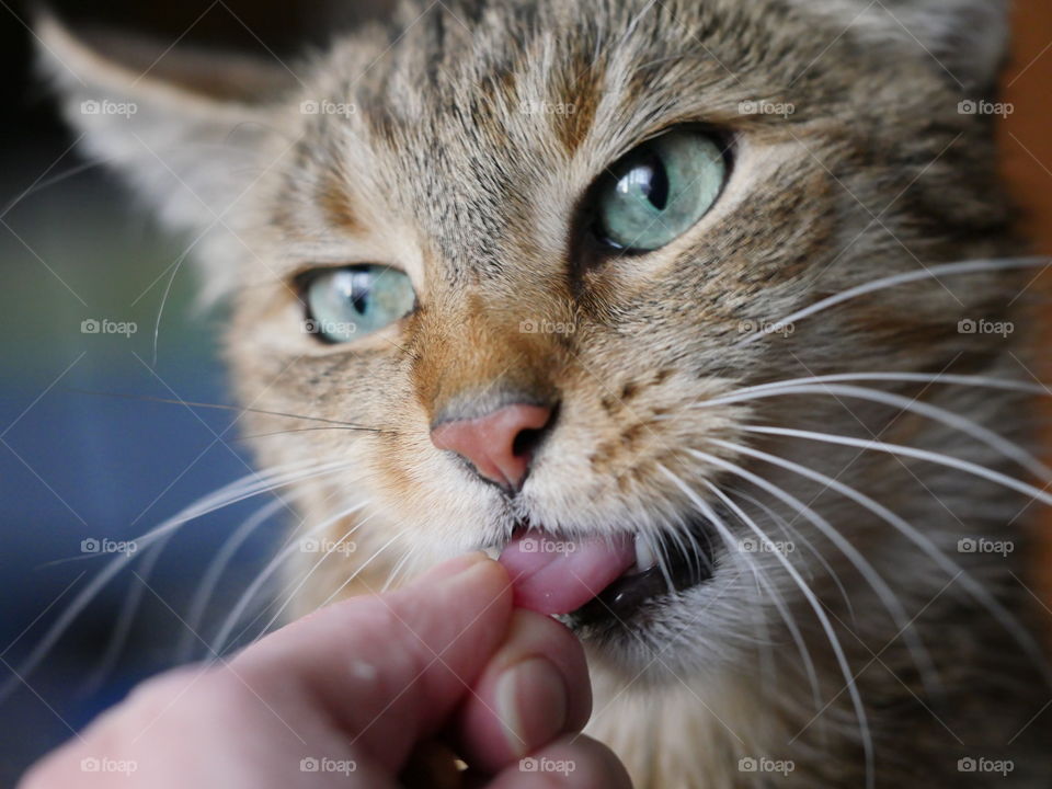 Cat portrait