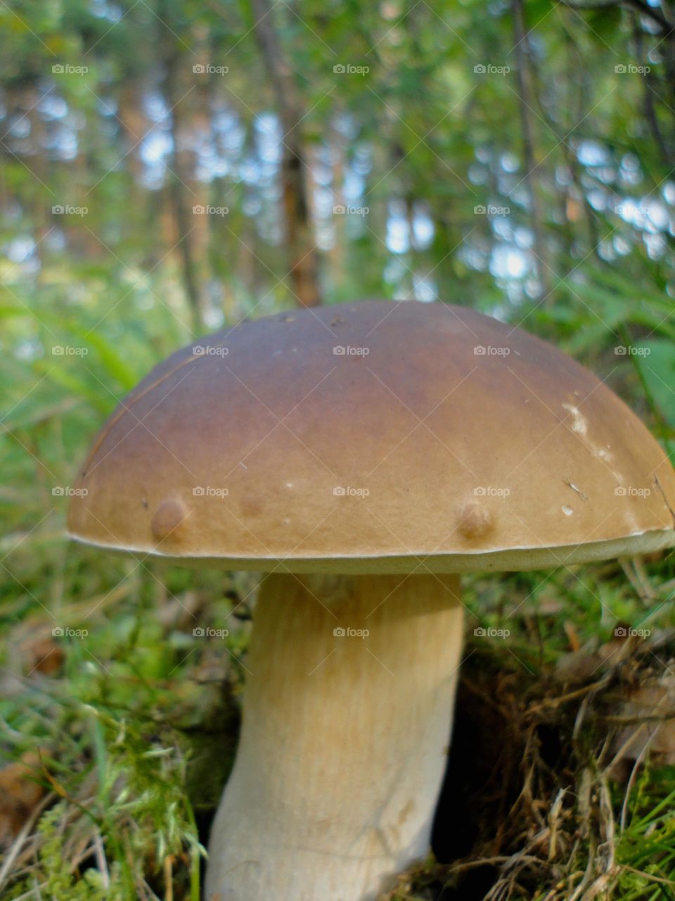 boletus in the forest