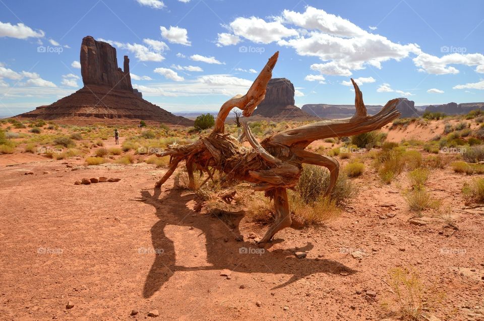 A dead tree on the floor of Monument Valley. 