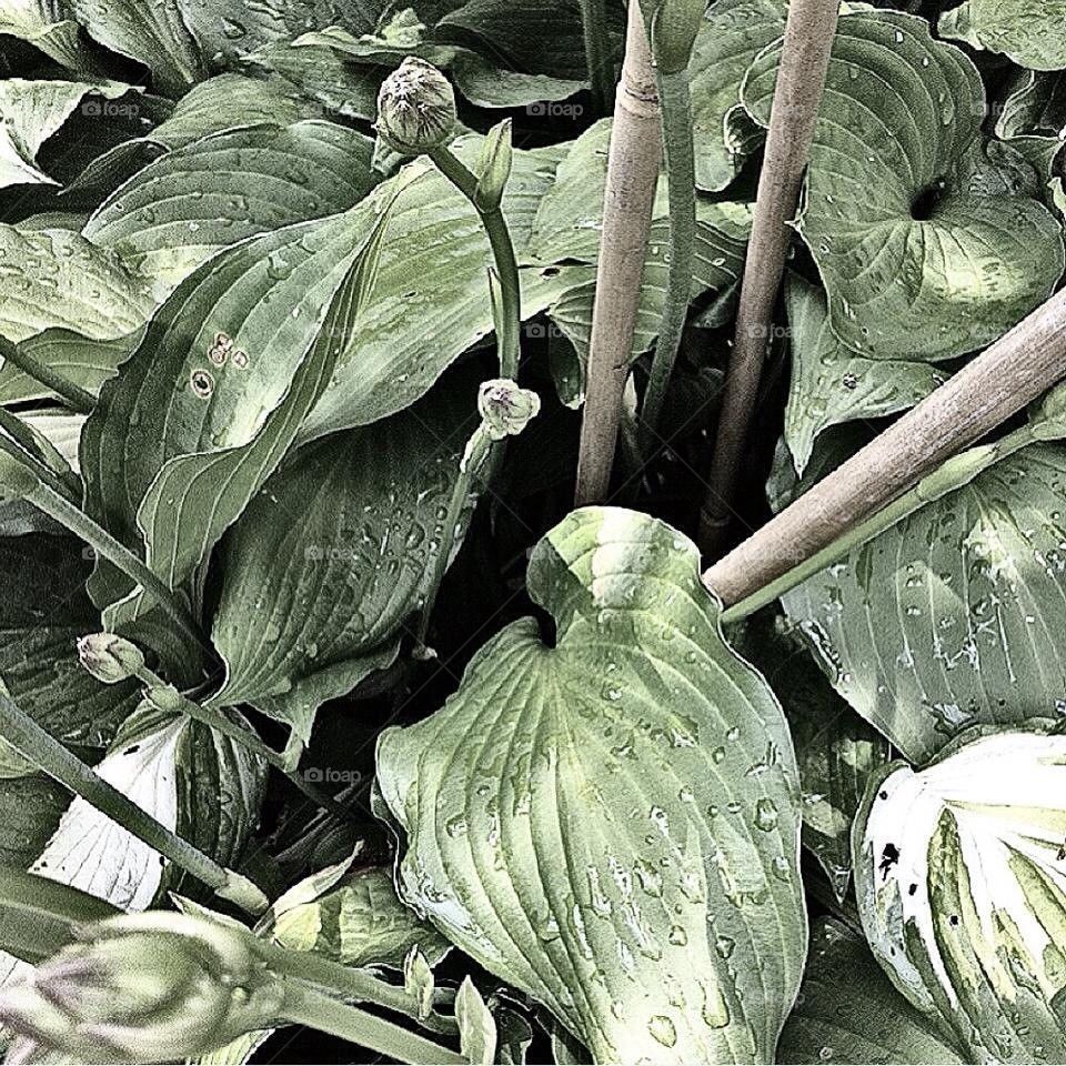 Hostas 