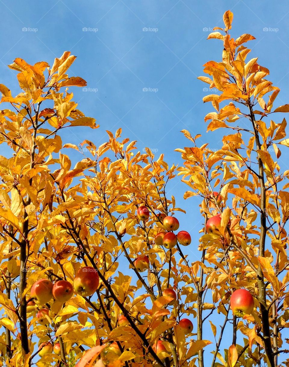 Autumn trees with apples