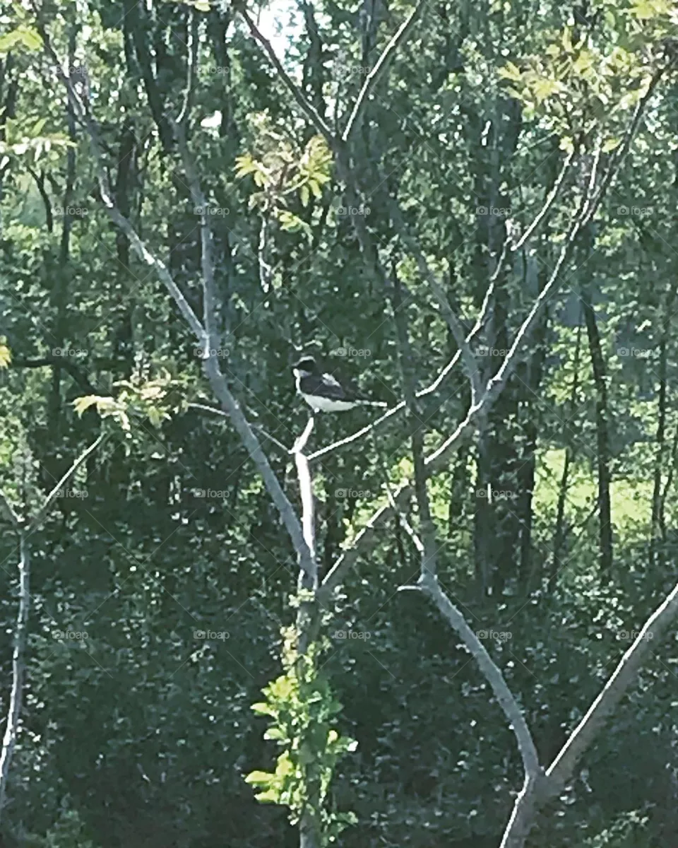 Eastern Kingbird