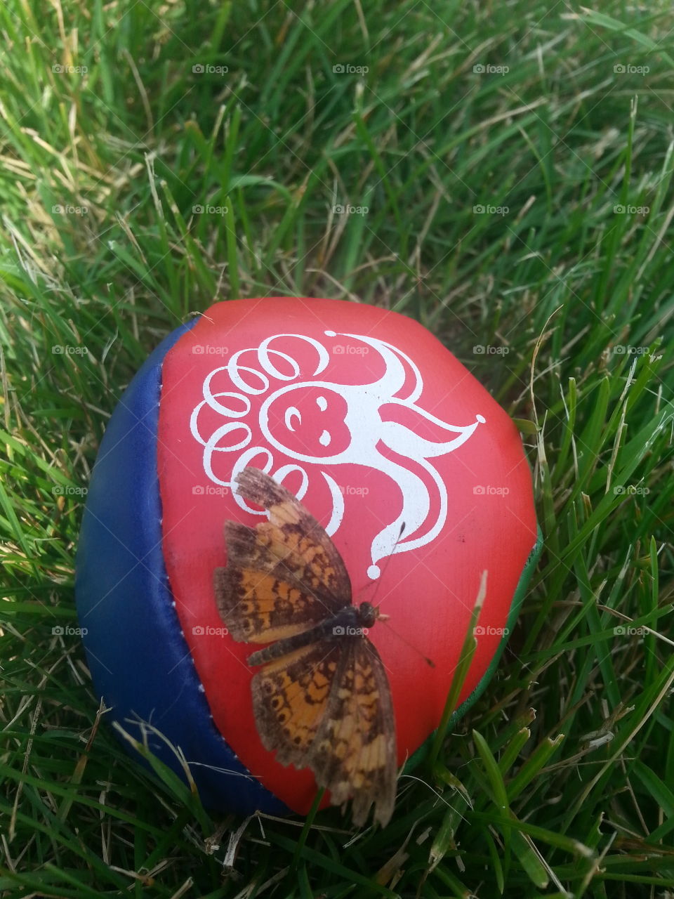 butterfly on ball. A butterfly landed on a juggling ball
