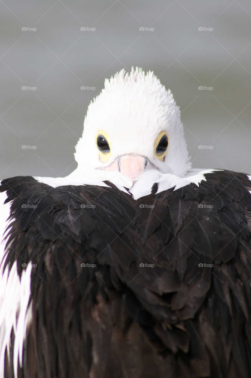 nature white black eye by kshapley