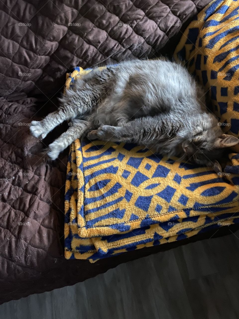 Graycee sleeping and all four leg stretch. 