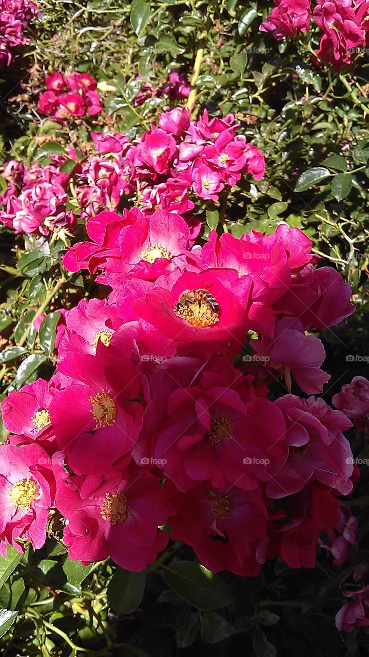 Bee and nectar. I was at the park