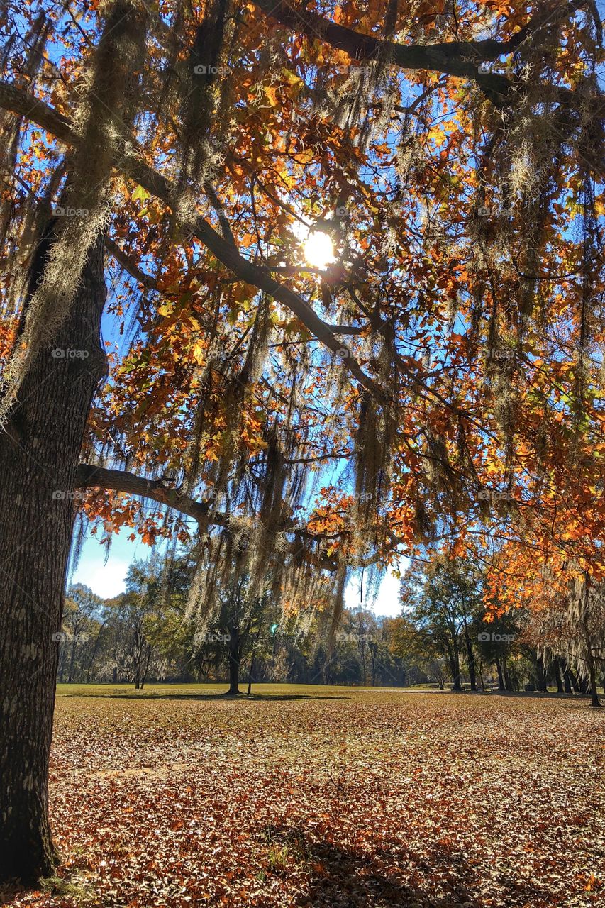 Sunny Autumn Day 